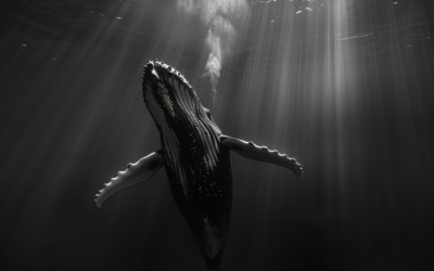 El misterioso canto de las ballenas jorobadas: una sinfonía submarina