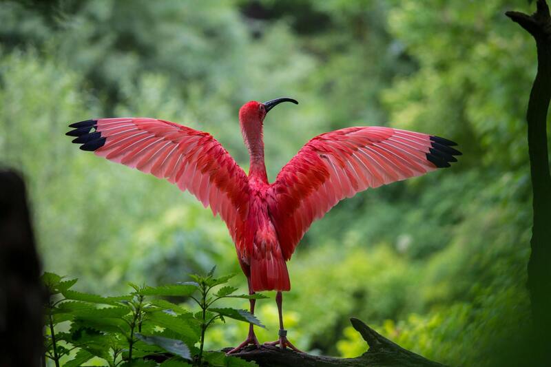 Aves en su hábitat natural, ejemplo de especies que conectan diferentes ecosistemas y son clave para la dispersión de semillas