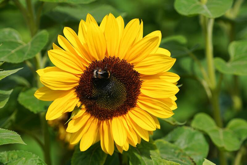 Insecto polinizador en una flor, símbolo de la biodiversidad y los servicios ecosistémicos esenciales