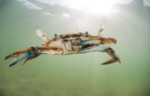 cangejo azul invasor del mar mediterráneo