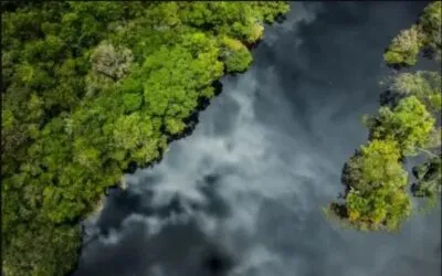 Deforestación, asesinato y un modelo alimenticio insostenible