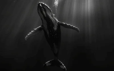 El misterioso canto de las ballenas jorobadas: una sinfonía submarina